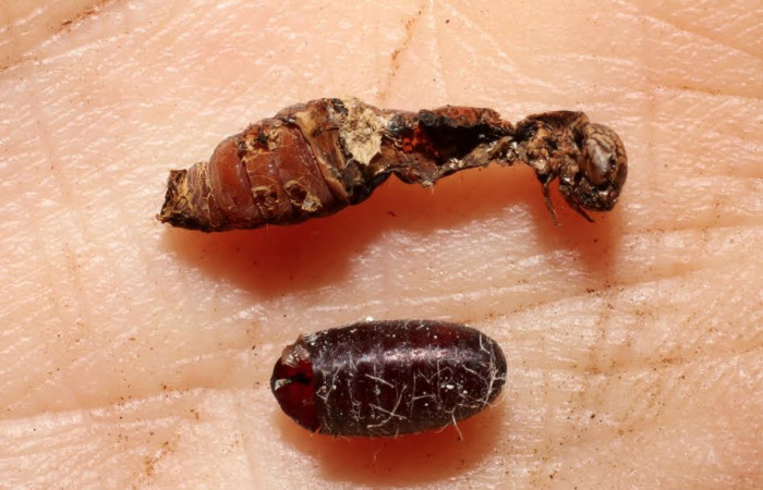 Fig. 7 Parasito <i>Chetogena scutellaris</i></i>DHJ01, esto es pupa de  (Tachinidae). Voucher: 08-SRNP-13224-DHJ469368.JPG.