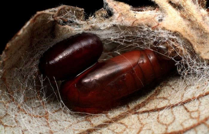 Fig. 8 Parasito <i>Lespesia Wood</i></i>04, esto es pupa de  (Tachinidae). Voucher: 13-SRNP-21002-DHJ493567.jpg.