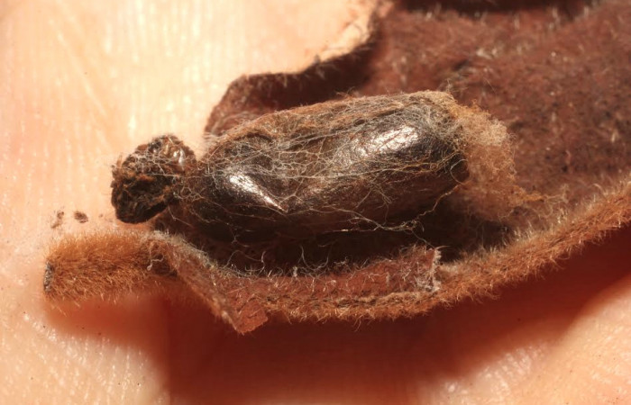 Fig. 9 Parasito <i>Enicospilus liesneri</i></i>  esto es capullo de  (Ichneumonidae). Voucher: 13-SRNP-21124-DHJ804763.JPG.