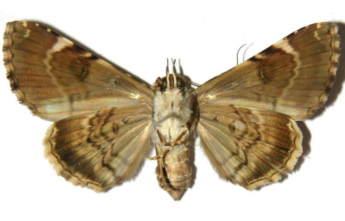 Fig. 10 Adulto vista ventral <i>Coenipeta phasis</i></i> (Erebidae), mide 41mm. Sendero Bejuquilla, Sector El Hacha, 280 m. 03-SRNP-2287-DHJ314119.