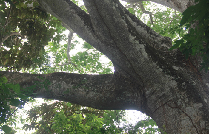 Fig. 11 Corteza de arbol <i>Enterolobium cyclocarpum</i></i> (Fabaceae). hospedera de larva <i>Coenipeta bibitrix</i></i> (Erebidae). Los Almendros, Sector El Hacha, 280.
