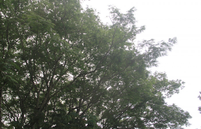 Fig. 12 Arbol de <i>Enterolobium cyclocarpum</i></i> (Fabaceae). hospedera de larva <i>Coenipeta bibitrix</i></i> (Erebidae). Los Almendros, Sector El Hacha, 280.