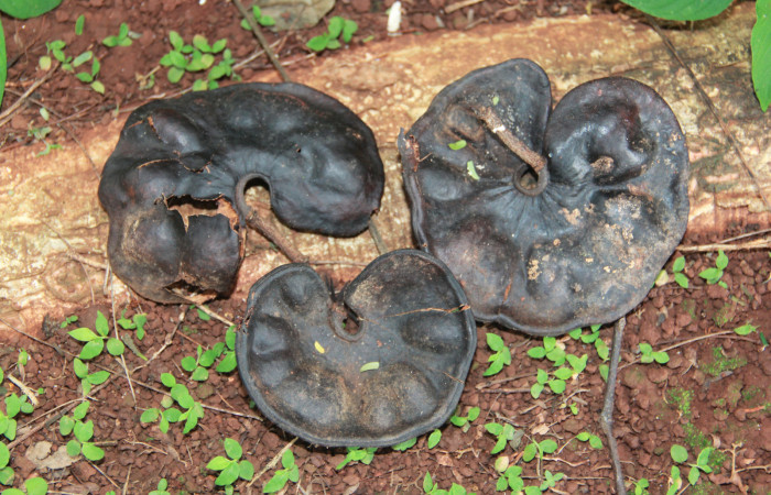 Fig. 13 Semillas de <i>Enterolobium cyclocarpum</i></i> (Fabaceae). hospedera de larva <i>Coenipeta bibitrix</i></i> (Erebidae). Los Almendros, Sector El Hacha, 280.