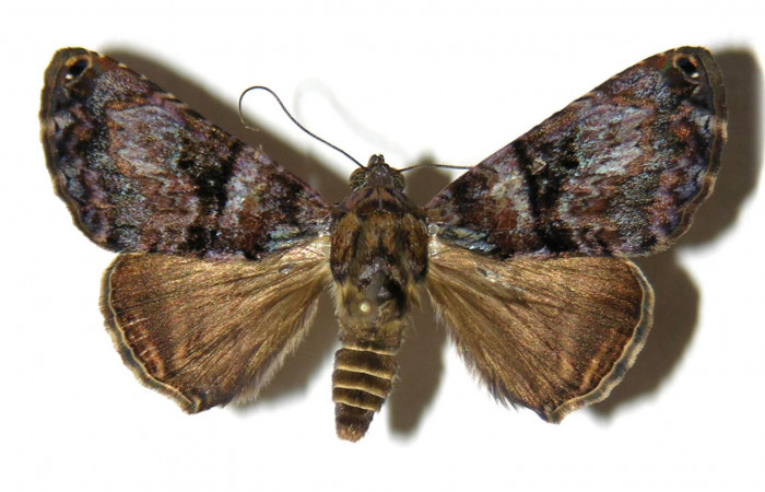 Fig. 1 Adulto vista dorsal <i>Coenipeta bibitrix</i></i>(Erebidae) mide 33mm. Quebrada Trigal, Sector Del Oro, 290 m, 04-SRNP-21716-DHJ314070.