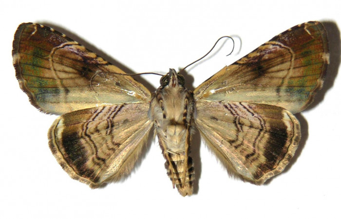 Fig. 2 Adulto vista ventral <i>Coenipeta bibitrix</i></i> (Erebidae) mide 33mm. Quebrada Trigal, Sector Del Oro, 290 m, 04-SRNP-21716-DHJ314071.
