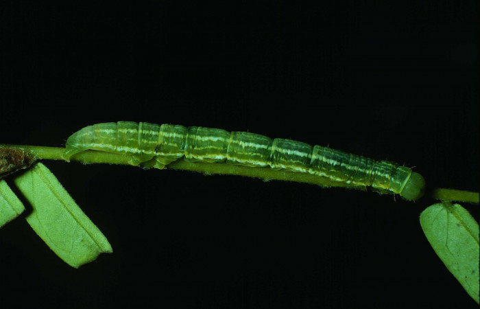 Fig. 3 Larva <i>Coenipeta bibitrix</i></i> (Erebidae), Area Administrativa , Sector Santa Rosa, 295 m. 86-SRNP-57-DHJ9424.jpg.