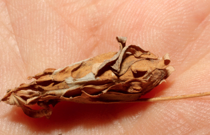 Fig. 4 Capullo <i>Coenipeta bibitrix</i></i> (Erebidae) . Sendero Mora, Sector Mundo Nuevo, 480 m. 13-SRNP-55430-DHJ804709.jpg.