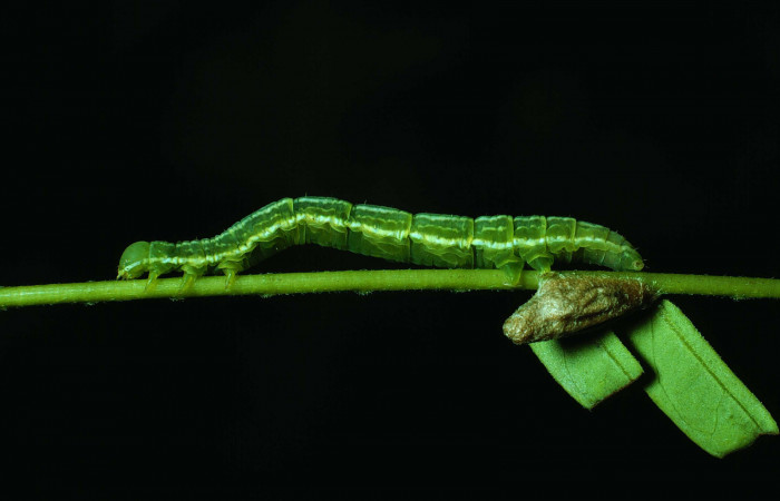 Fig. 5 Larva con capullo de (Braconidae) salió de larva <i>Coenipeta bibitrix</i></i> (Erebidae), Area Administrativa, Sector Santa Rosa, 295 m. 290 m, 86-SRNP-57-DHJ9415.jpg