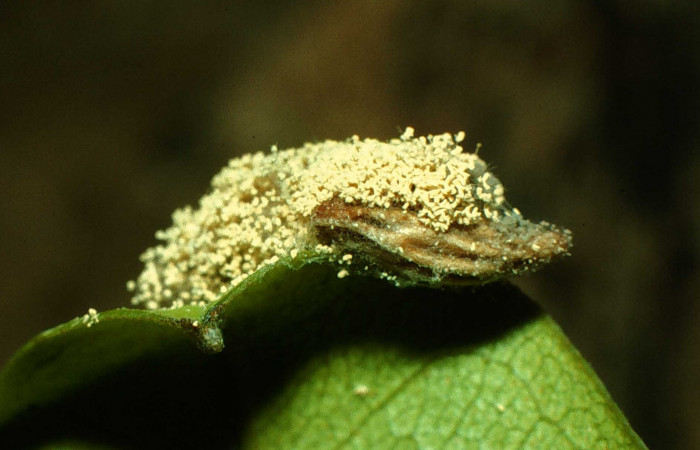 Fig. 6 Capullo de (Braconidae), salió de larva <i>Coenipeta bibitrix</i></i> (Erebidae), Area Administrativa, Sector Santa Rosa, 295 m. 96-SRNP-1839-DHJ27604.jpg