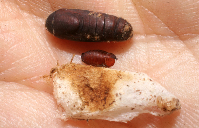 Fig. 7 Capullo abierto con parásito de (Sarcophagidae) <i>Coenipeta bibitrix</i></i> (Erebidae), Quebrada Trigal, Sector Del Oro, 290 m. 07-SRNP-21462-DHJ448311.jpg