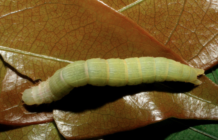 Fig. 8 Larva <i>Coenipeta phasis</i></i> (Erebidae). Vado Miramonte, Sector Mundo Nuevo, 305 m. 07-SRNP-61033-DHJ435227.