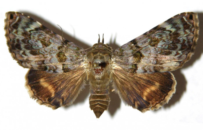 Fig. 9 Adulto vista dolsal <i>Coenipeta phasis</i></i> (Erebidae), mide 41mm. Sendero Bejuquilla, Sector El Hacha, 280 m. 03-SRNP-2287-DHJ314118.