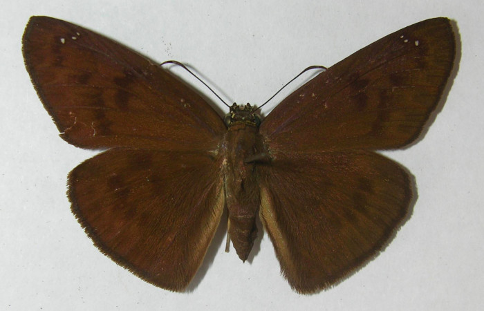 Fig 1. Hembra de <i>Grais stigmatius</i></i>. Vista dorsal. Voucher: 95-SRNP-9626-DHJ554730.jpg,
52mm de longitud.