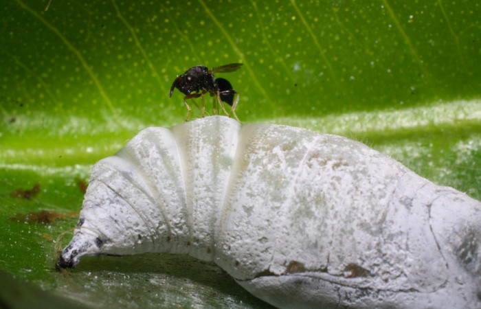 Fig.10. Parásito de <i>Grais stigmaticus</i></i>. Voucher: 14-SRNP-20733-DHJ710192.jpg.