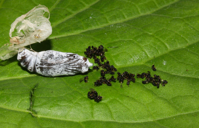 Fig.11. Parásito de <i>Grais stigmaticus</i></i>. 14-SRNP-20733-DHJ710246.jpg