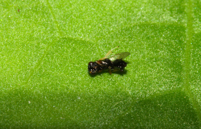 Fig.12. Parásito de <i>Grais stigmaticus</i></i>. 14-SRNP-20733-DHJ710245.jpg.