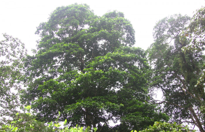 Fig.13. Copa de árbol de <i>Esenbeckia pentaphylla</i></i> (Rutaceae), planta hospedera de <i>Grais stigmaticus</i></i>.