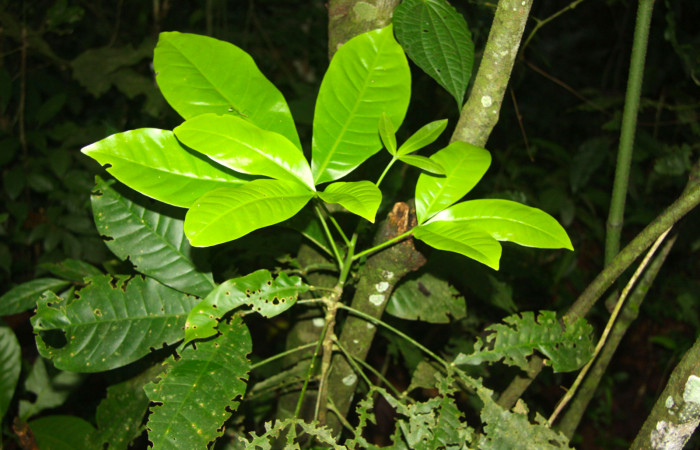 Fig.14. Arbol juvenil de <i>Esenbeckia pentaphylla</i></i> (Rutaceae), planta hospedera de <i>Grais stigmaticus</i></i>.