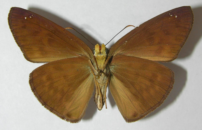 Fig 2. Hembra de <i>Grais stigmatius</i></i>. Vista ventral. Voucher: 95-SRNP-9626-DHJ554731.jpg, 52mm de longitud.