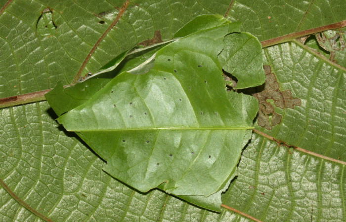 Fig.3. Casa de larva de <i>Grais stigmaticus</i></i>. Voucher: 13-SRNP-30368-DHJ700535.jpg.