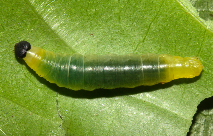 Fig.4. Larva de <i>Grais stigmaticus</i></i>. Voucher: 13-SRNP-30370-DHJ700544.jpg. 21mm.