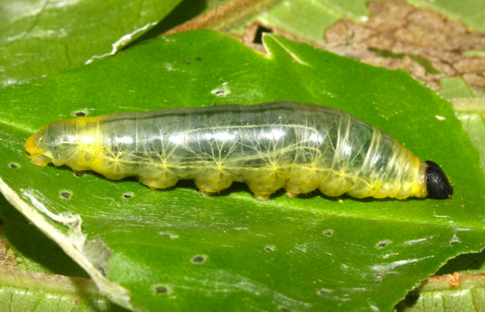 Fig.5. Larva de <i>Grais stigmaticus</i></i>. Voucher: 13-SRNP-30368-DHJ700536.jpg. 37mm.
