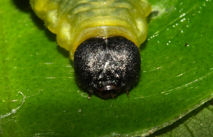 Fig.6. Cabeza de <i>Grais stigmaticus</i></i>. Voucher: 13-SRNP-30368-DHJ700538.jpg. 37mm.