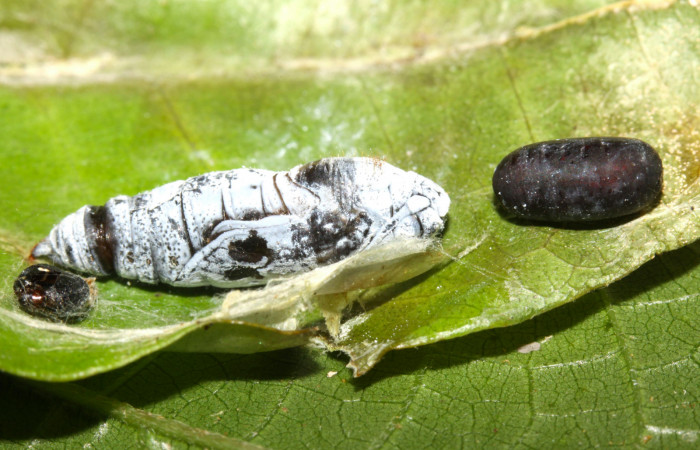 Fig.7. Pupa de <i>Grais stigmaticus</i></i>. Voucher: 13-SRNP-30367-DHJ700534.jpg. 17mm.