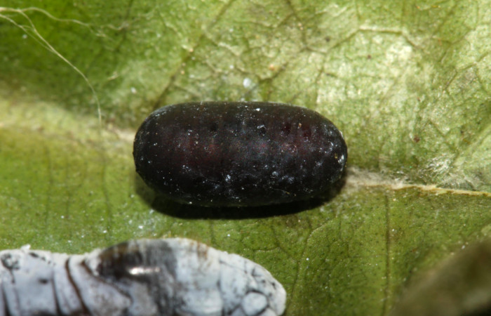 Fig. 8. Parásito de <i>Grais stigmaticus</i></i>. Voucher: 13-SRNP-30367-DHJ700532.jpg. 17mm.