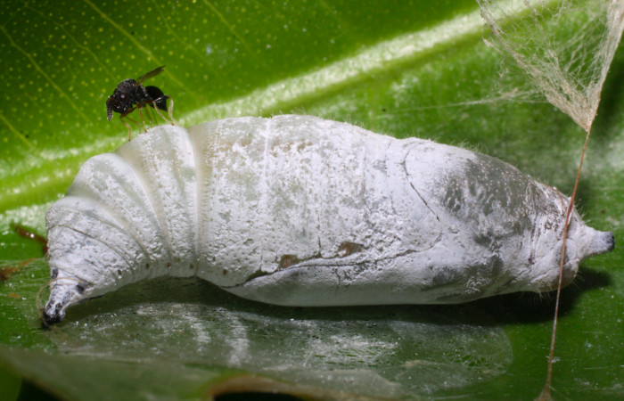 Fig.9. Parásito de <i>Grais stigmaticus</i></i>. Voucher: 14-SRNP-20733-DHJ710191.jpg.