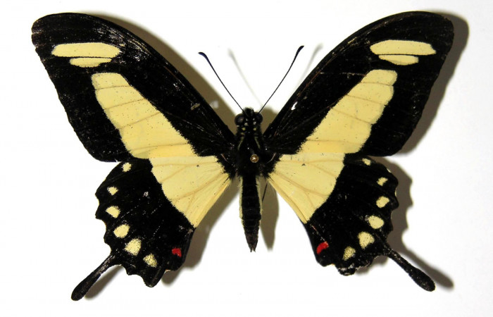 Fig.1. Macho de <i>Heraclides tolmides</i></i> vista dosal. 69mm de longitud. Voucher: 03-SRNP-20156-DHJ97366. 