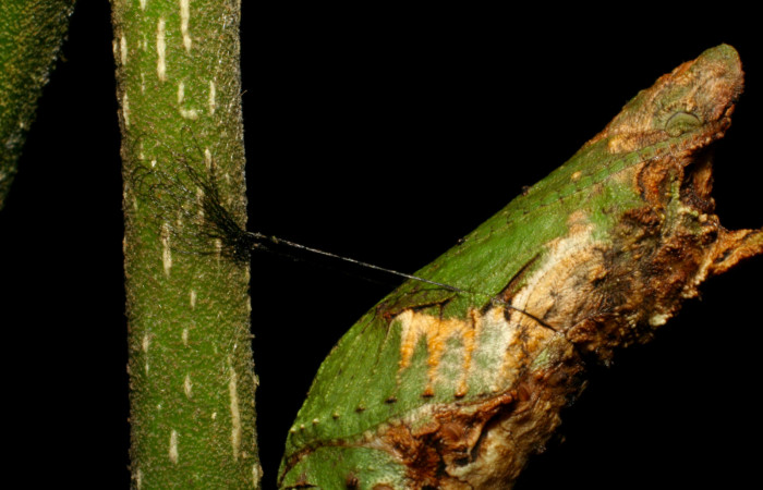 Fig.12. Pupa de <i>Heraclides tolmides</i></i>, 32mm de longitud. Voucher: 06-SRNP-34539-DHJ416530.jpg. 