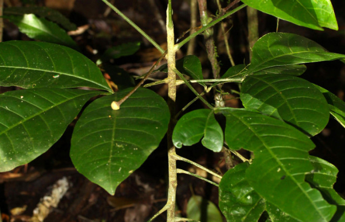 Fig.13. Planta juvenil de <i>Angostura granulosa</i></i> (Rutaceae), planta hospedera de <i>Heraclides tolmides</i></i>.