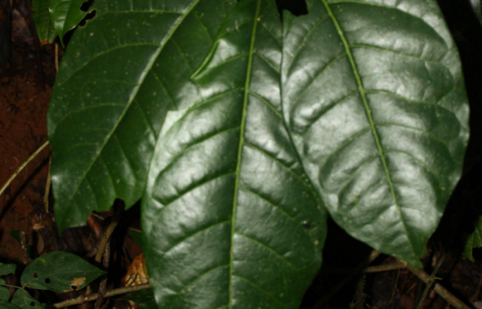 Fig.14. Hoja de <i>Angostura granulosa</i></i> (Rutaceae), planta hospedera de <i>Heraclides tolmides</i></i>.