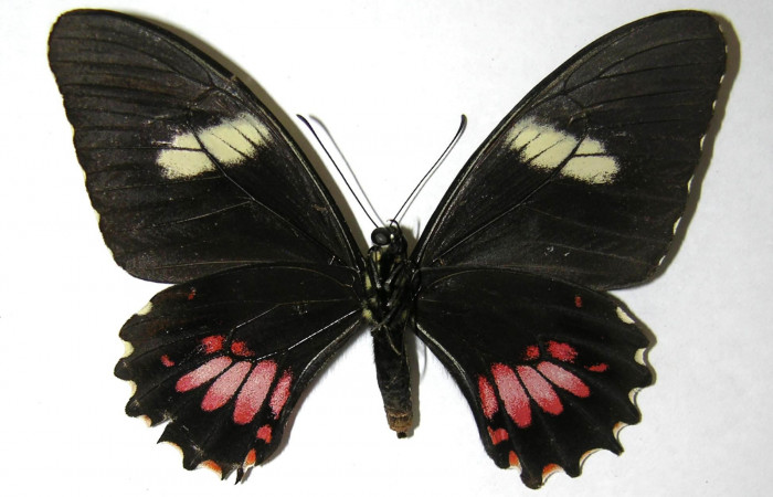 Fig.4. Hembra de <i>Heraclides tolmides</i></i> vista ventral. Voucher: 06-SRNP-32985-DHJ351137. 