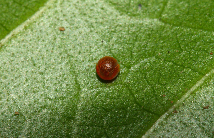 Fig.5. Huevo de <i>Heraclides tolmides</i></i>. 1mm de longitud. Voucher: 13-SRNP-31274-DHJ701414.jpg.