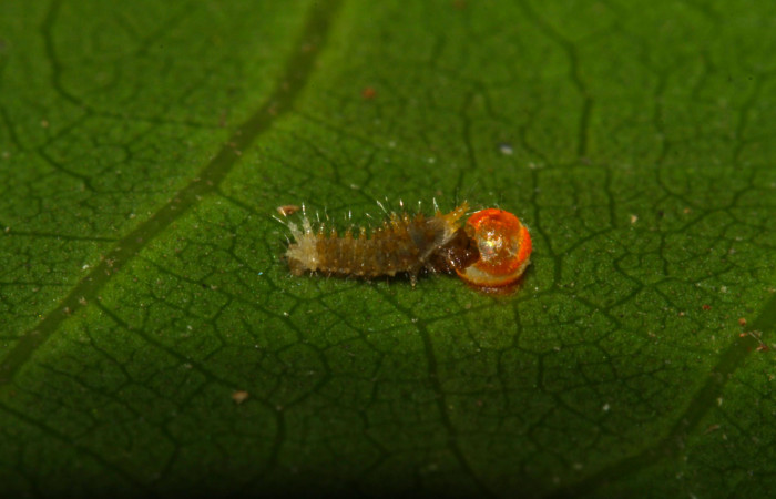 Fig.6. Larva de <i>Heraclides tolmides</i></i> en primer estadío. 3mm longitud. Voucher: 13-SRNP-31274-DHJ701417.jpg.