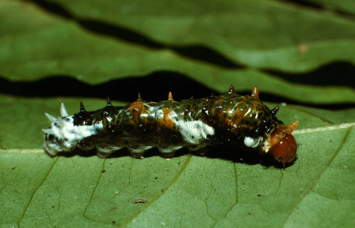 Fig.8. Larva de <i>Heraclides tolmides</i></i> en penúltimo estadío 24mm de longitud, vista lateral. Voucher: 02-SRNP-6490-DHJ65047.jpg. 
