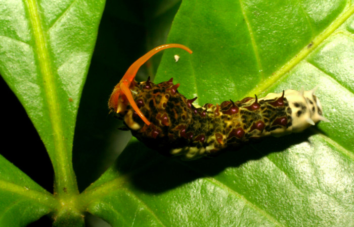 Fig.9. Larva de <i>Heraclides tolmides</i></i> en último estadio, 37mm de longitud, vista dorsal. Voucher: 05-SRNP-34544-DHJ405952.jpg. 