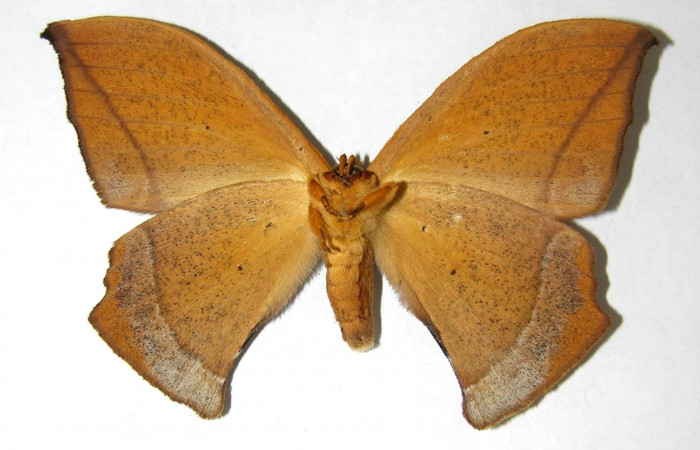 Fig.10. Adulto <i>Oxytenis vanricana</i></i> vista ventral  Macho Voucher: 06-SRNP-34727-DHJ353475.jpg