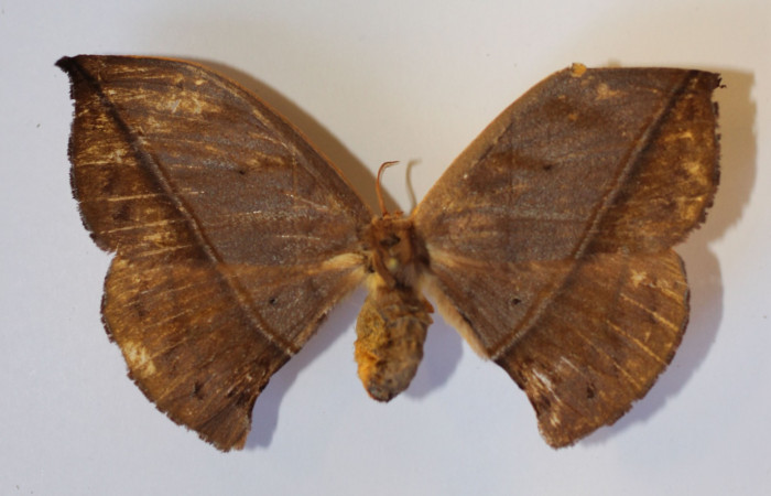 Fig.11   Adulto <i>Oxytenis vanricana</i></i> vista dorsal, hembra, Voucher: 13-SRNP-31314-DHJ586980.jpg