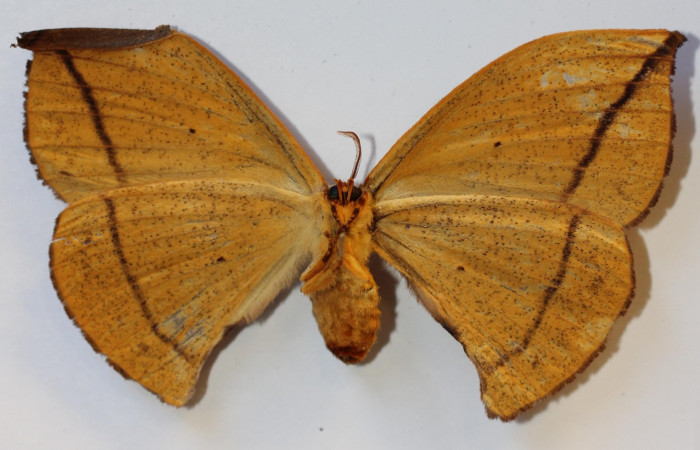 Fig.12  Adulto  <i>Oxytenis vanricana</i></i> vista ventral, hembra, Voucher: 13-SRNP-31314-DHJ586981.jpg