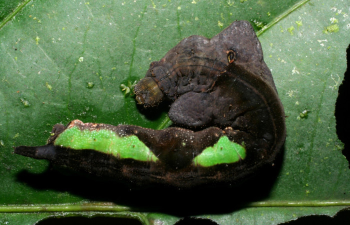 Fig.1 larva <i>Oxytenis vanricana</i></i>, último estadio,  vista cuerpo dorsal.  Voucher.  06-SRNP-34727-DHJ425469.jpg