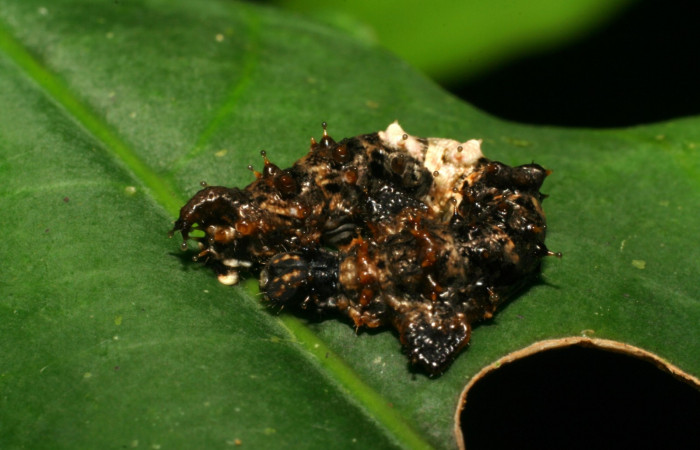 Fig: 2  Larva <i>Oxytenis vanricana</i></i> vista dorsal tercer estadio.  Voucher: 07-SRNP-32599-DHJ421670.jpg.