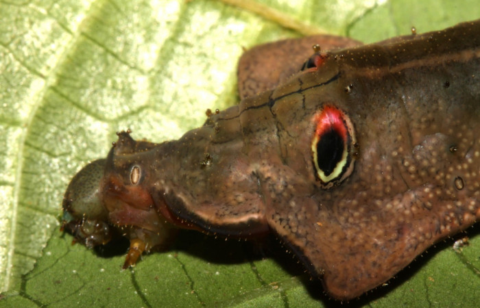 Fig. 3 Larva <i>Oxytenis vanricana</i></i> vista lateral de la cabeza, ultimo estadio.  Voucher: 13-SRNP-31314-DHJ701537.jpg.