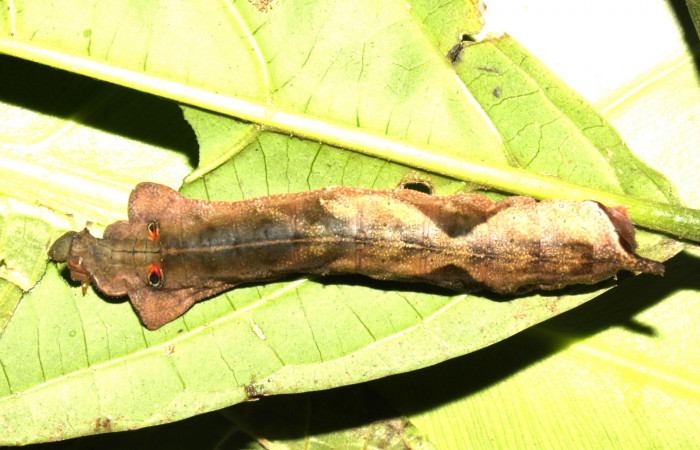 Fig. 4. Larva <i>Oxytenis vanricana</i></i> vista lateral de la cabeza, ultimo estadio. Voucher: 13-SRNP-31314-DHJ701536.jpg