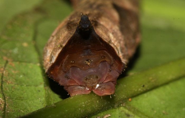 Fig. 5.  Larva <i>Oxytenis vanricana</i></i> vista dorsal  de último segmento o pigidio, último estadio Voucher: 13-SRNP-31314-DHJ701541.jpg
