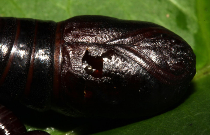 Fig. 6  Pupa <i>Oxytenis vanricana</i></i> vista semidorsal.  Voucher: 13-SRNP-31503-DHJ701820.jpg