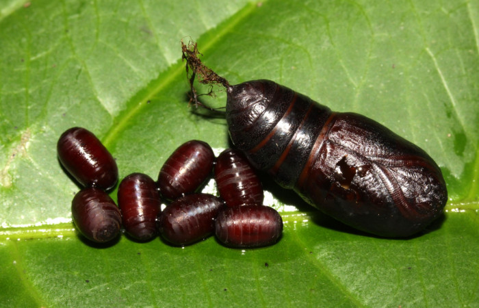 Fig.7 Pupa de Oxytenis vanricana mostrando parte ventral y puparios de Tachinidae Voucher: 13-SRNP-31503-DHJ701819.jpg  
