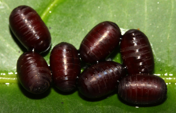 Fig.8 Puparios de <i>Houghia luteiventris</i></i> (Diptera) de pupa <i>Oxytenis vanricana</i></i> mostrando Voucher: 13-SRNP-31503-DHJ701821.jpg